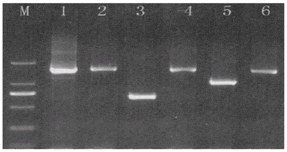 Method for separation and identification of kenaf root knot nematode