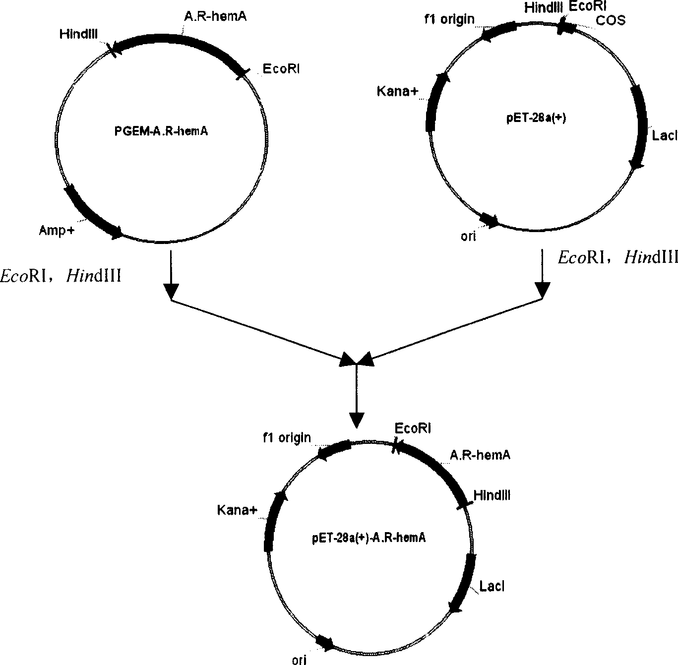 Engineering bacteria for producing 5-amino acetyl propionic acid and its constructing method