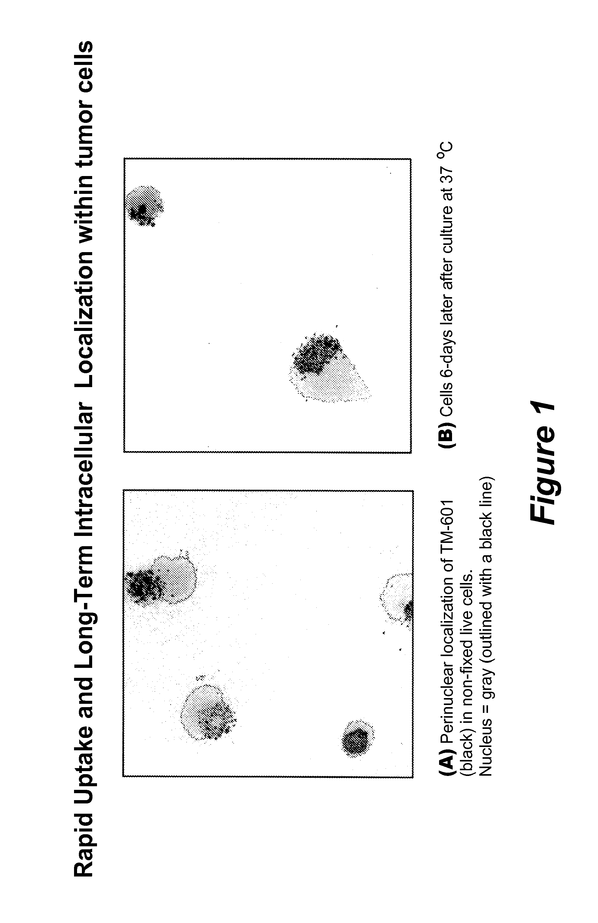 Chlorotoxins as drug carriers