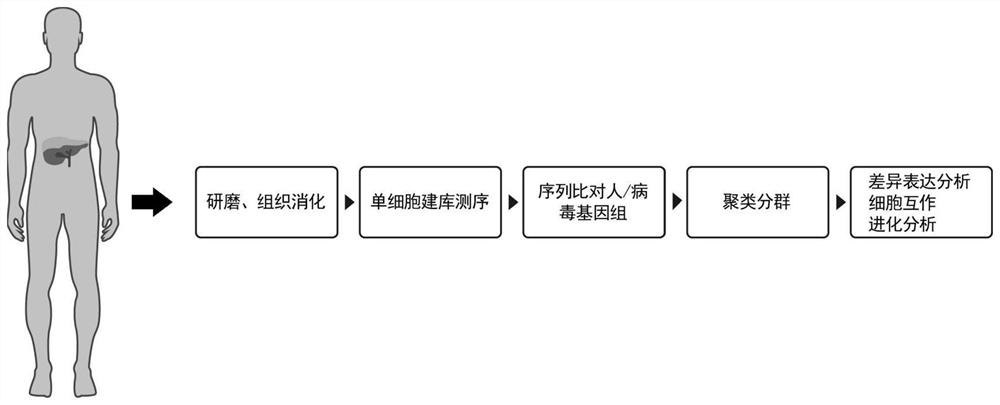 Application of CXCL10+CD274+CD68 + cell population in preparation of chronic hepatitis B prognosis prediction product