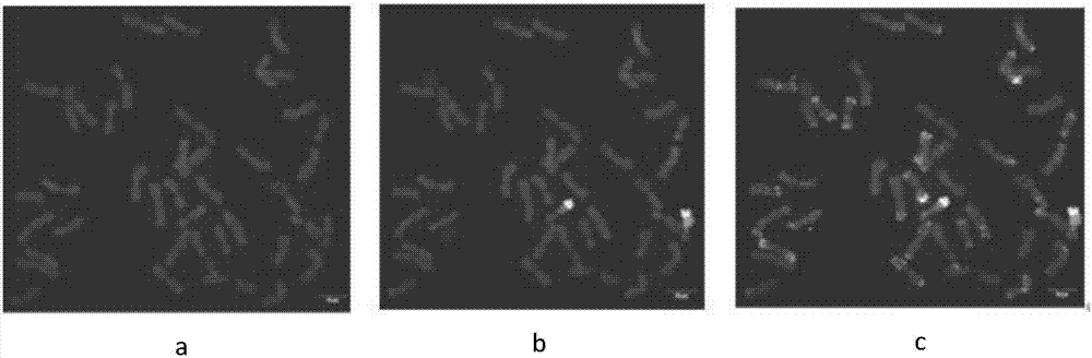 Specific codominant molecular marker of haynaldia villosa 4VL chromosome as well as primers and application of molecular marker