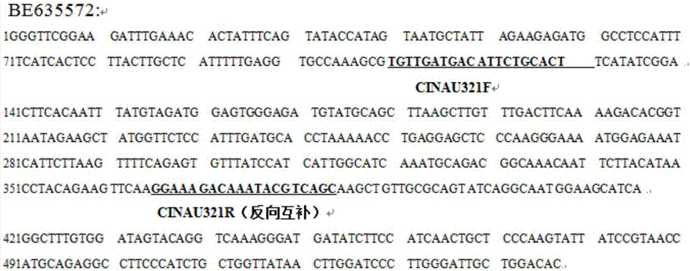 Specific codominant molecular marker of haynaldia villosa 4VL chromosome as well as primers and application of molecular marker