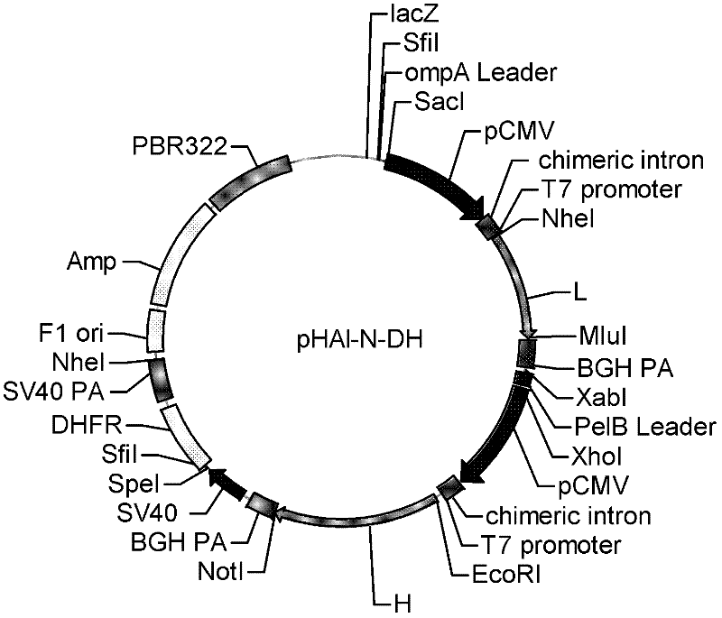 Bicistronic mRNA (messenger ribonucleic acid) expression vector suitable for cells of mammals and application thereof