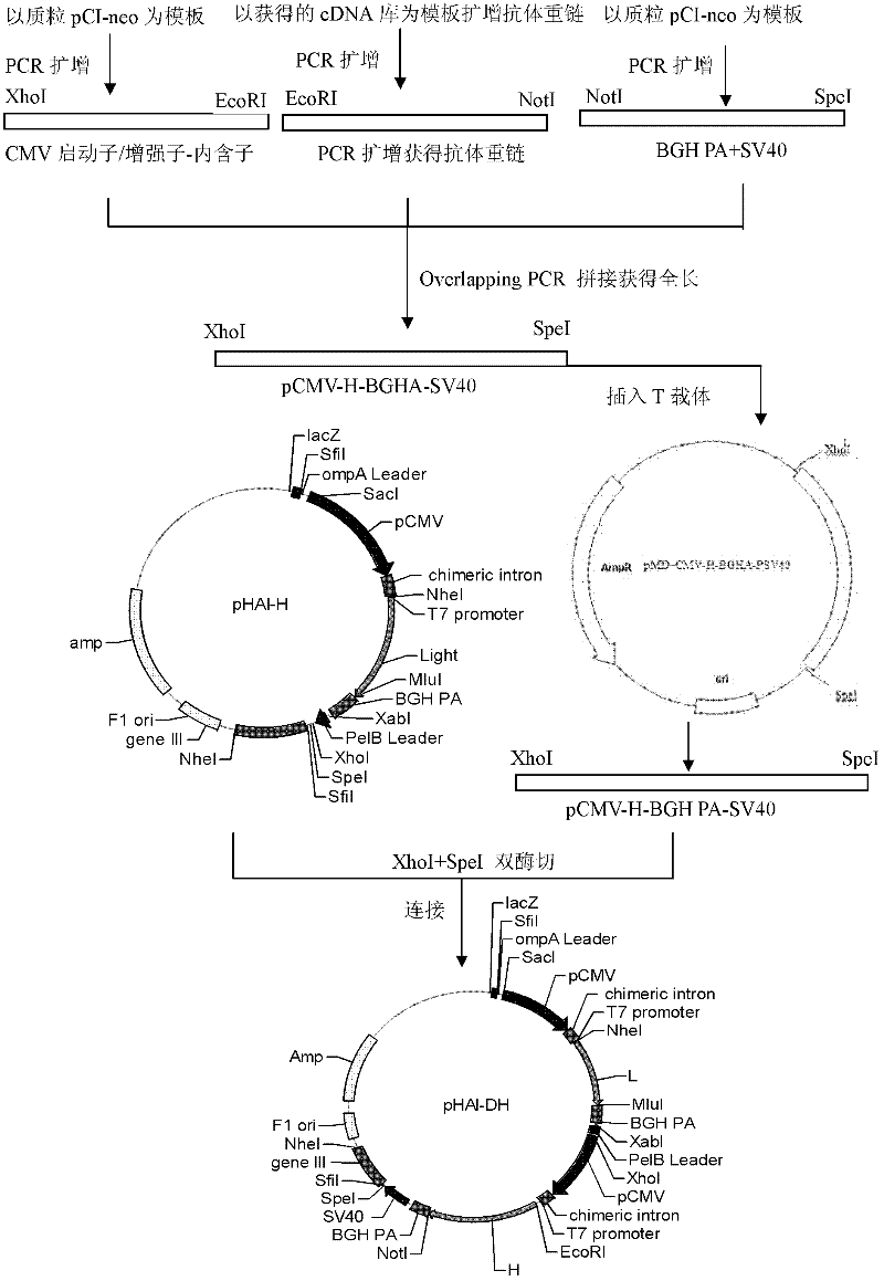 Bicistronic mRNA (messenger ribonucleic acid) expression vector suitable for cells of mammals and application thereof