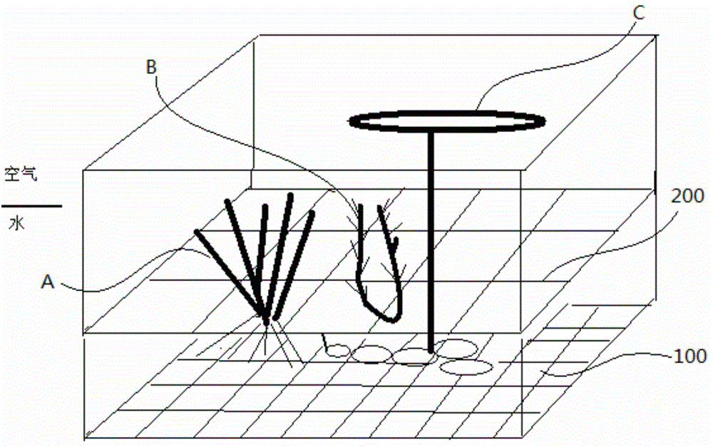 Aquatic plant cultivating device and method for cultivating plants and purifying water by using same