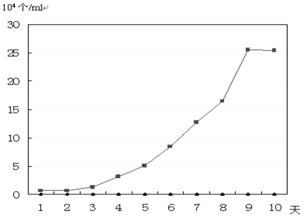 Human thymoma cell line and application thereof