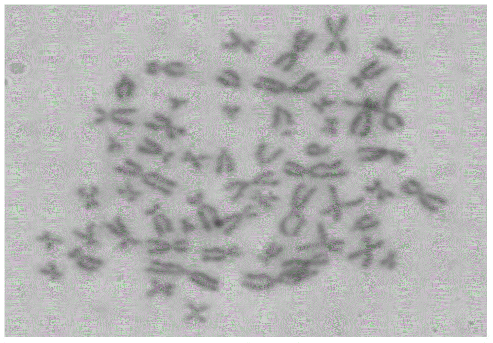 Human thymoma cell line and application thereof