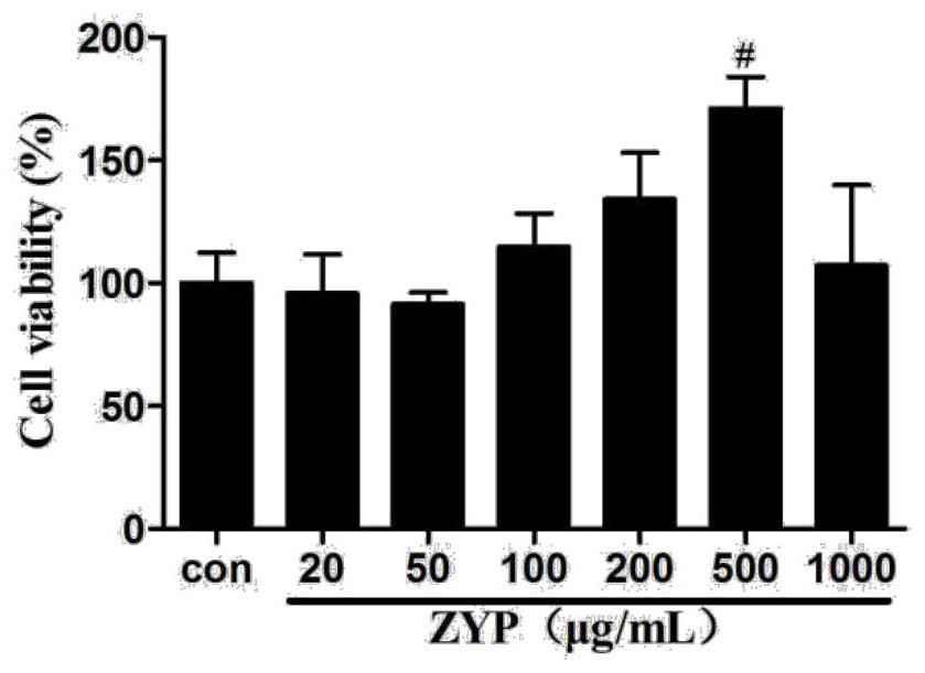 Pharmaceutical composition for liver injury protection and application thereof