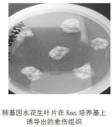 Method for strengthening in-situ remediation of polluted water bodies in rivers and lakes by transgenic plants