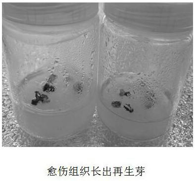 Method for strengthening in-situ remediation of polluted water bodies in rivers and lakes by transgenic plants