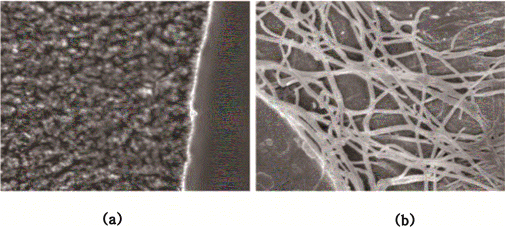 Chorion decellularizing liquid and decellularizing method