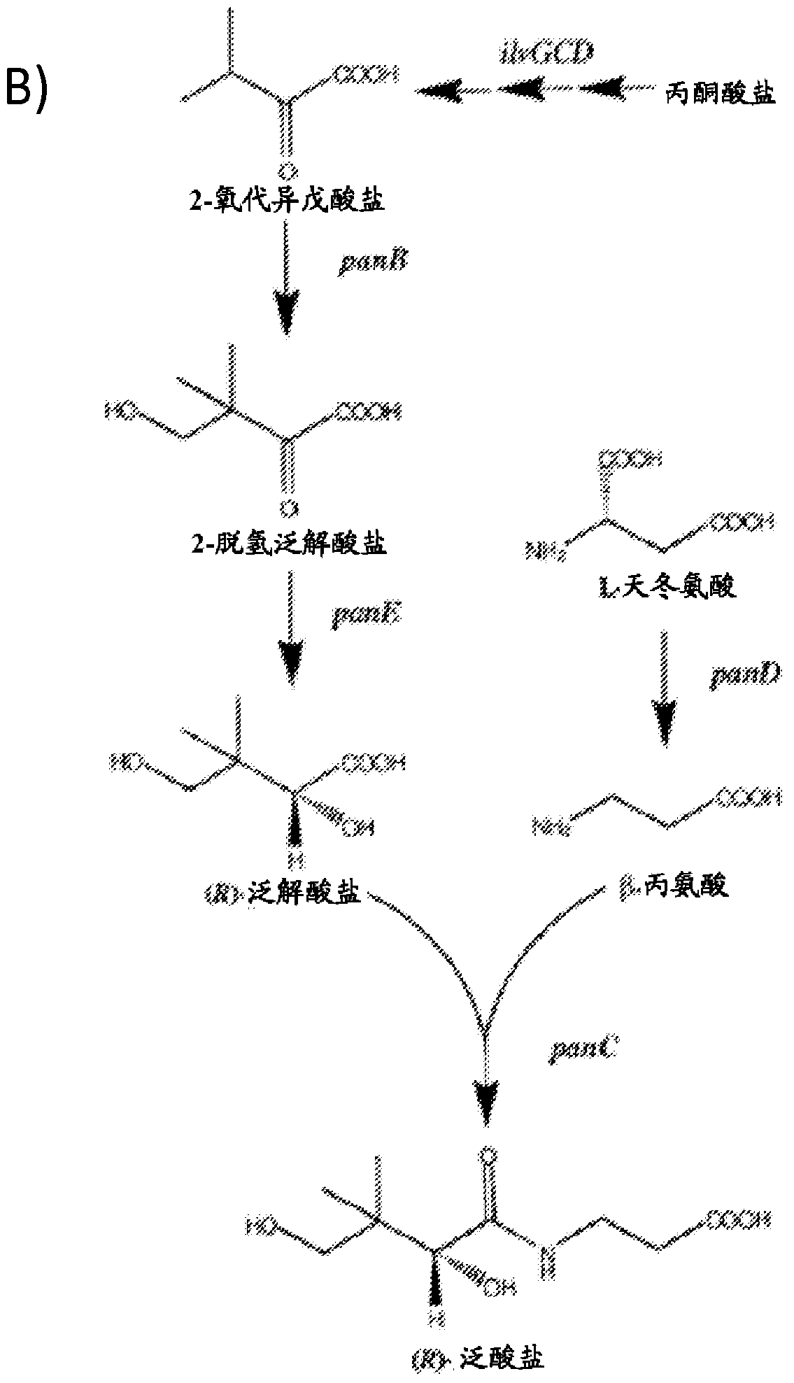 Production of compounds derived from acetyl-coenzyme A