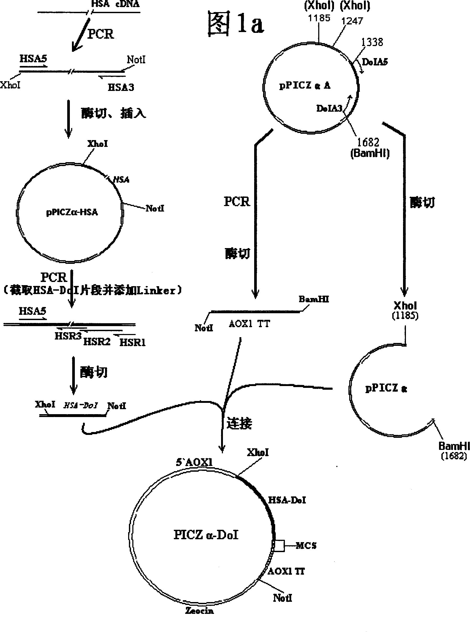 Method of high efficiency expression tPA exogenic protein using methanol yeast system and its purification preparation technology of expressed product