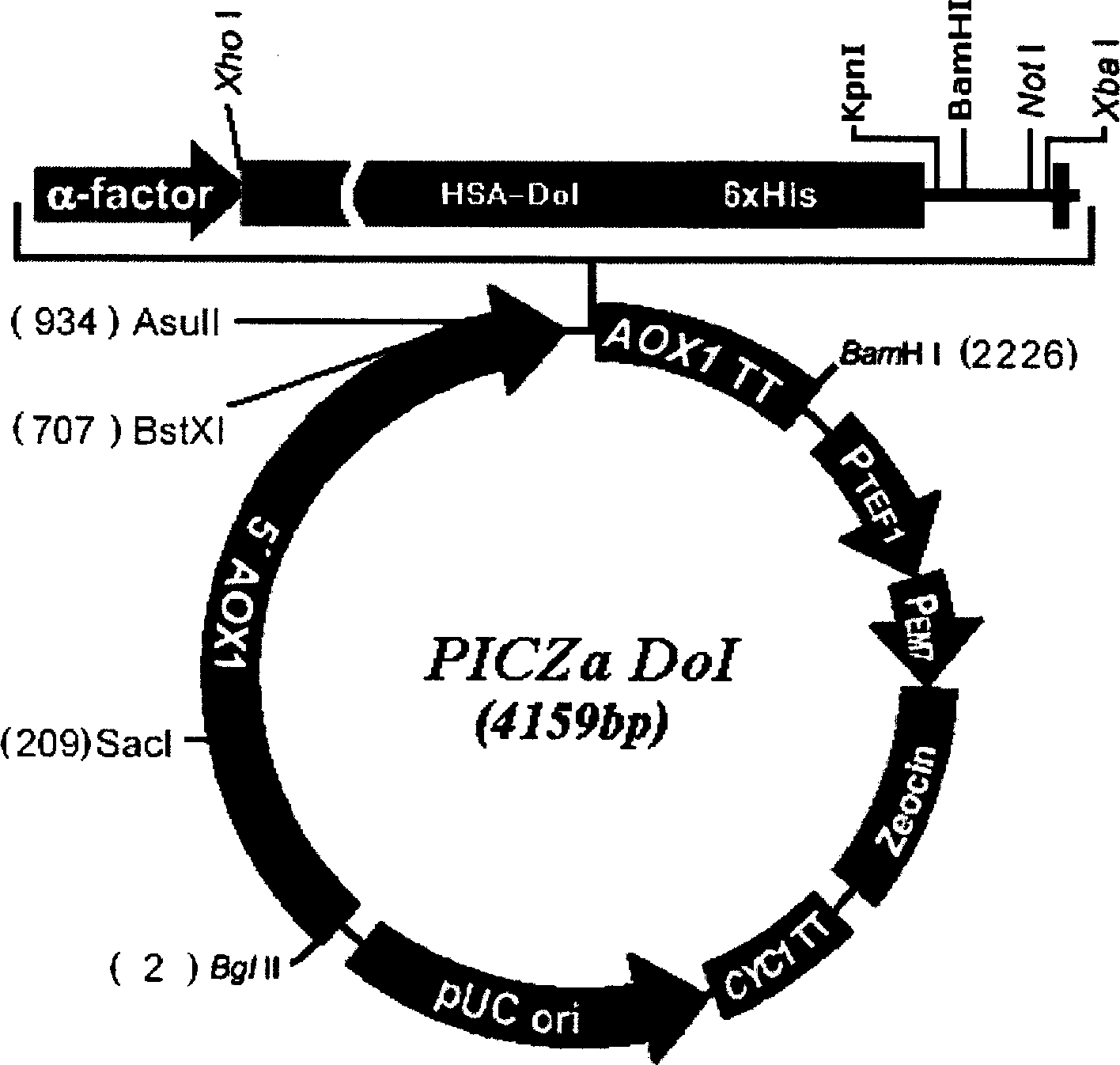 Method of high efficiency expression tPA exogenic protein using methanol yeast system and its purification preparation technology of expressed product