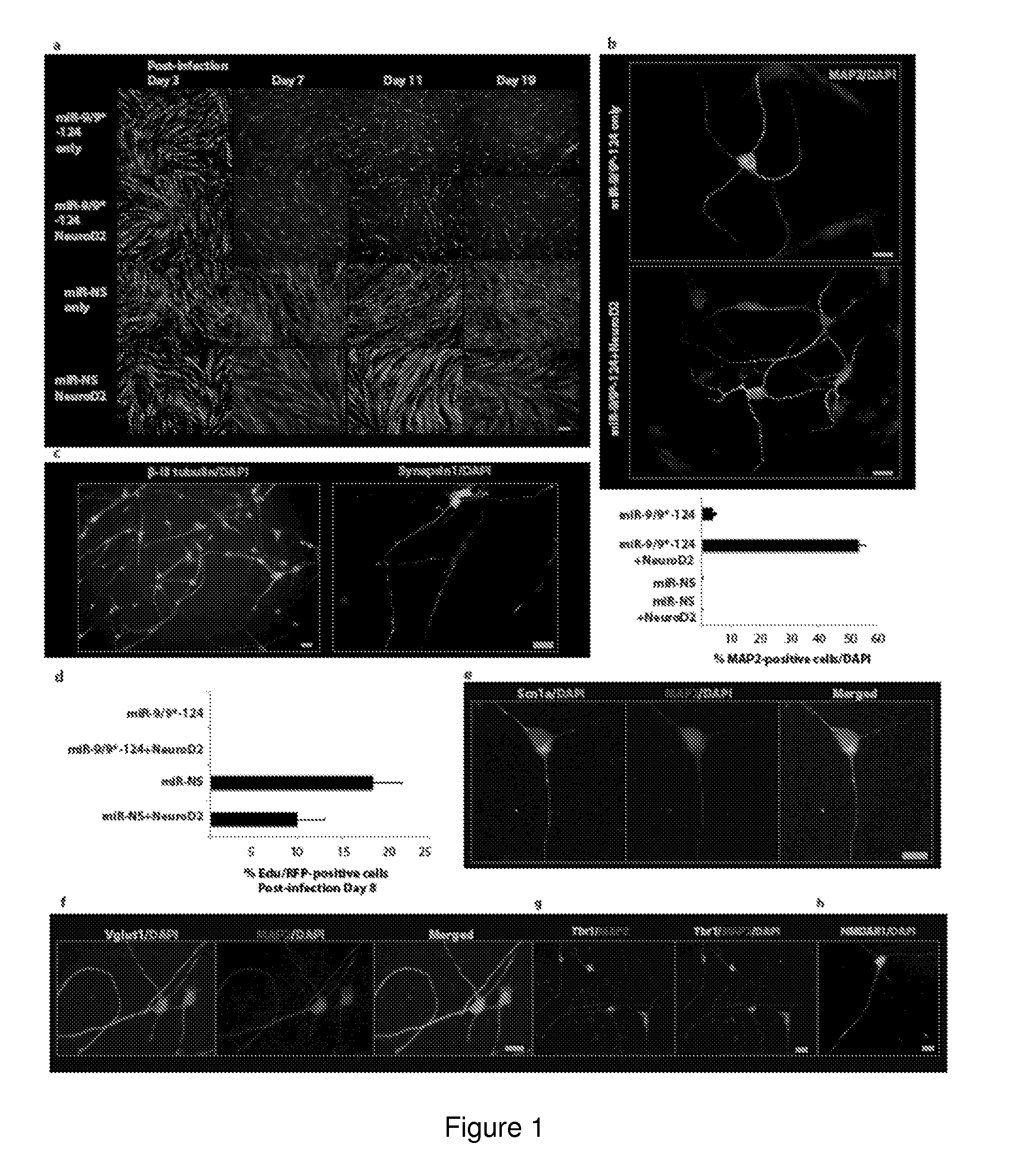 MicroRNA Mediated Neuronal Cell Induction