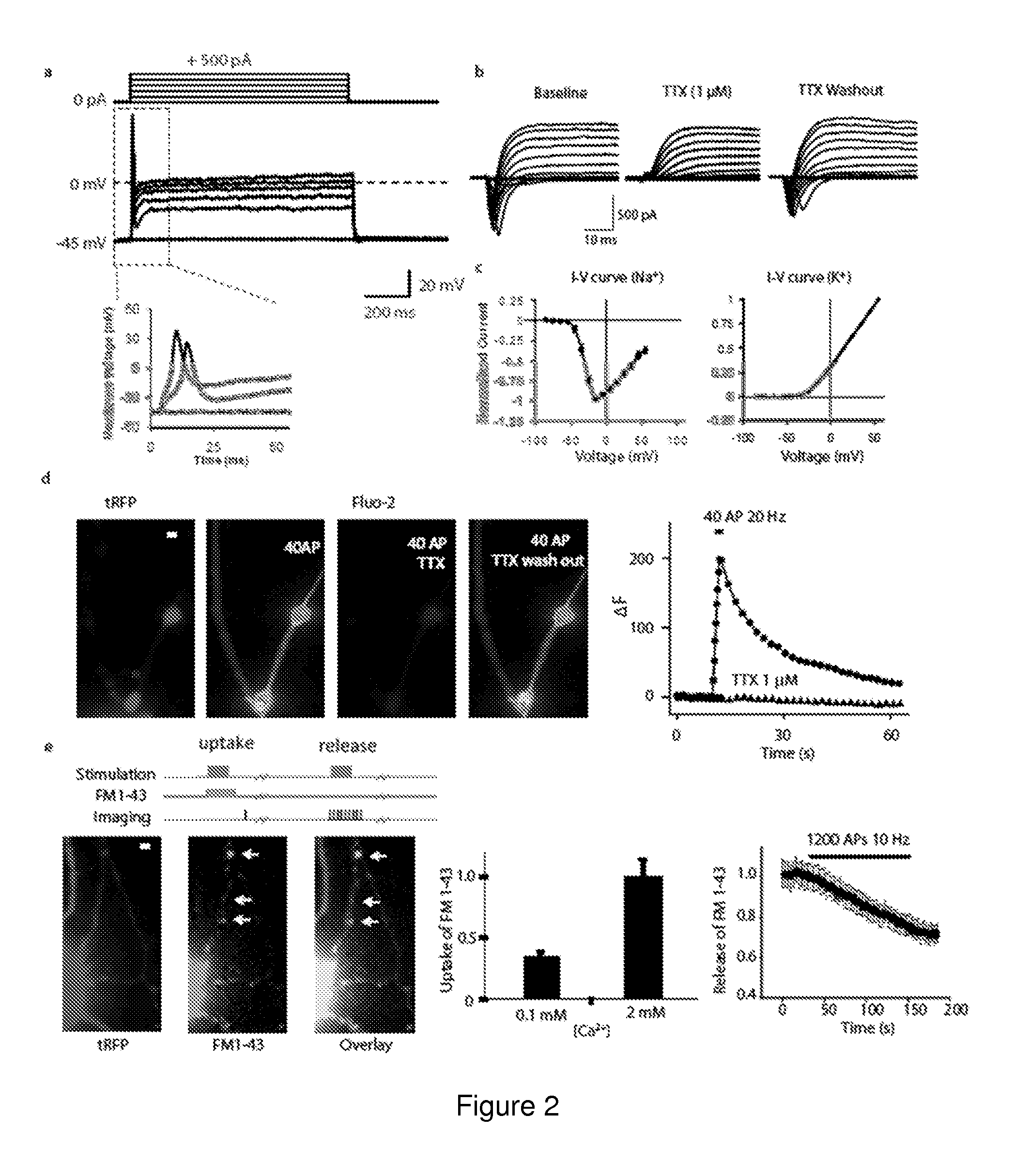 MicroRNA Mediated Neuronal Cell Induction