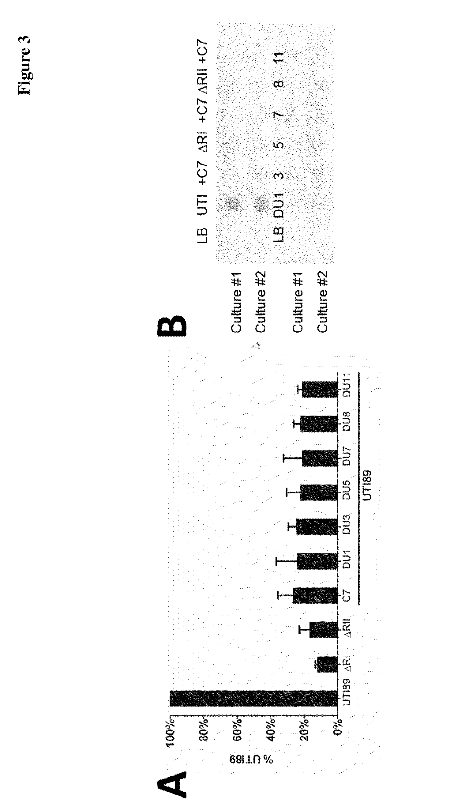 Ethoxyphenyl thienyl compounds and methods for the treatment of
bacterial infections