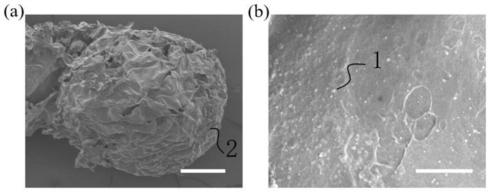 Photoresponsive gel microspheres for dPCR-method nucleic acid detection and application of photoresponsive gel microspheres in Escherichia coli detection