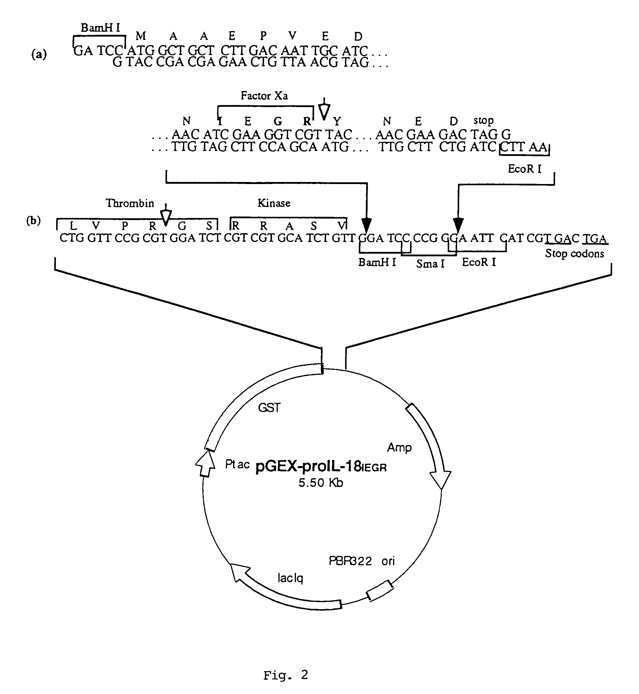 Preparation of biologically active molecules