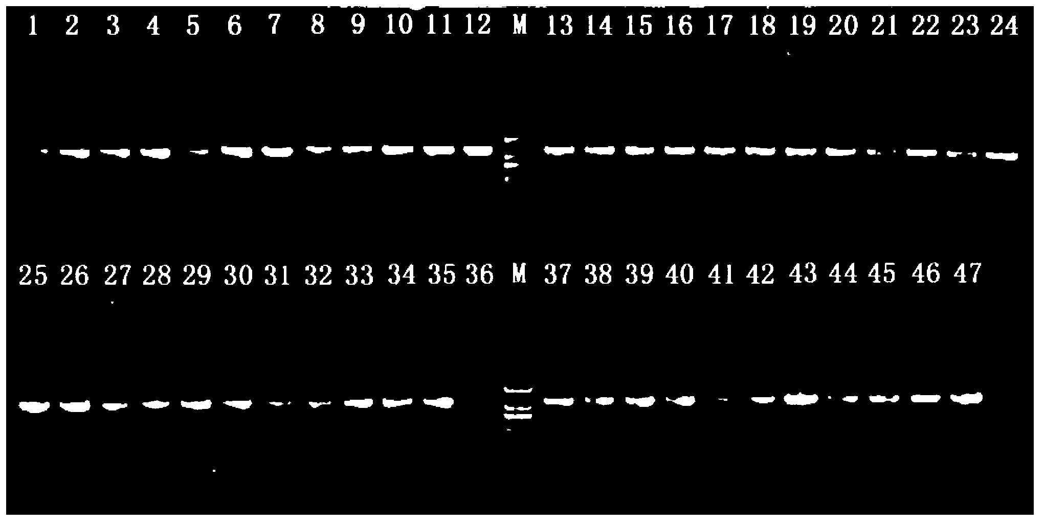 Marine fish mitochondrion 12S rRNA (ribosomal ribonucleic acid) gene amplification primer and design and amplification method thereof