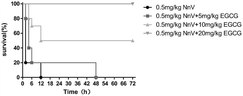 Application of epigallocatechin gallate in preparation of medicine for preventing or treating systemic jellyfish toxin poisoning