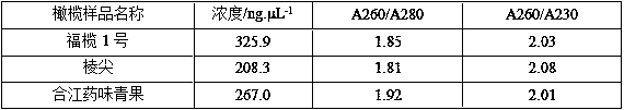 Method for efficiently extracting high-quality nucleic acid substances from olive leaves