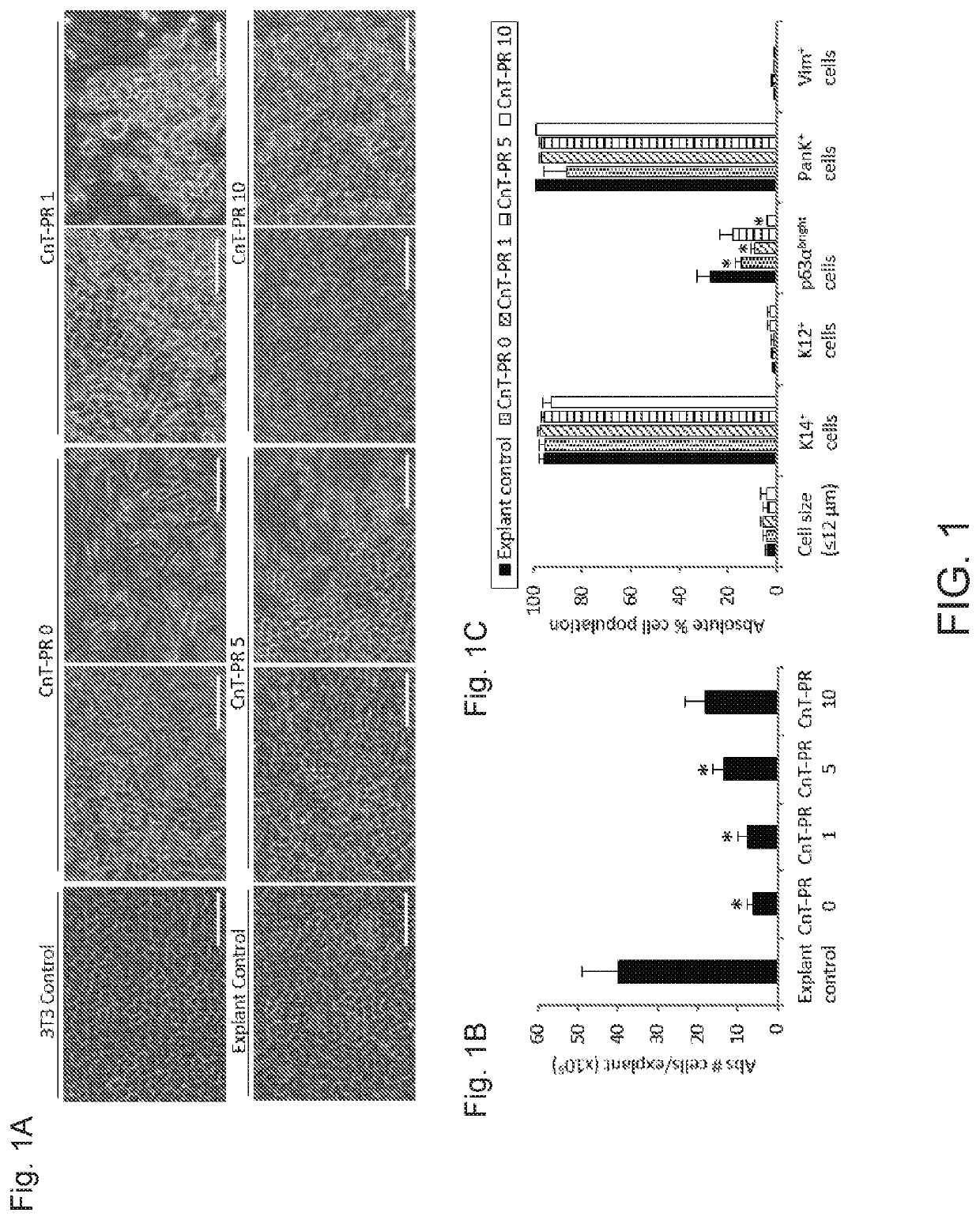 Xenobiotic-free culture system to expand human limbal stem cells