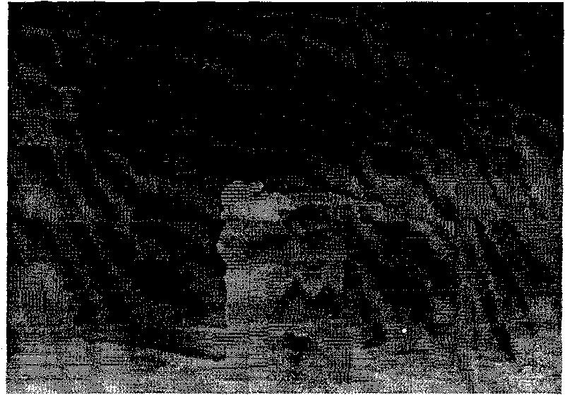 Method for code stream distribution of depth image and vein image