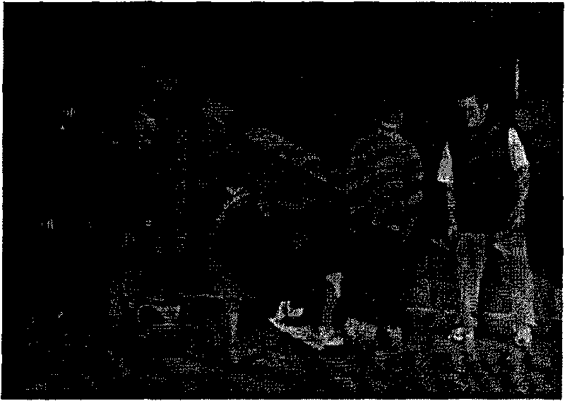 Method for code stream distribution of depth image and vein image