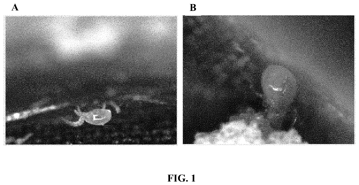 Novel methods for rearing and controlled release of predatory mites