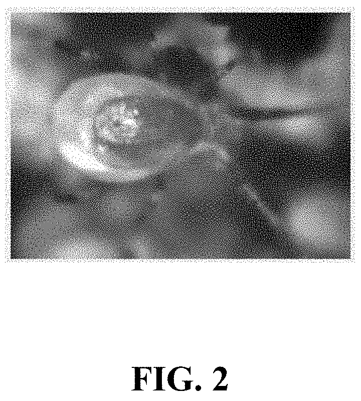 Novel methods for rearing and controlled release of predatory mites