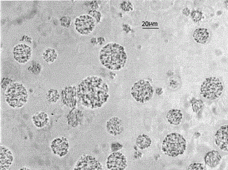 Breviscapine internal phase gelating polycystic lipidosome freeze-dried powder and preparation method thereof