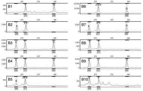 Molecular marker primer for detecting aneuploid hybrid progeny plants, and detection method of aneuploid hybrid progeny plants