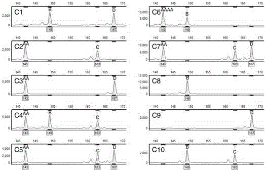 Molecular marker primer for detecting aneuploid hybrid progeny plants, and detection method of aneuploid hybrid progeny plants