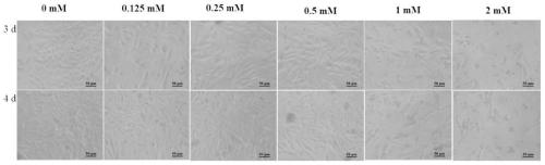 Method for promoting secretory expression of rhIL-24 by engineering cell strain by using sodium butyrate