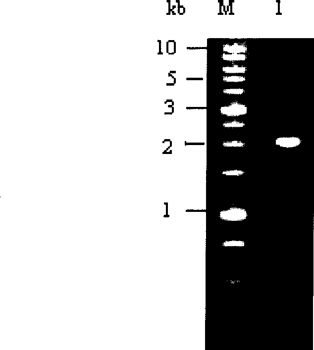 Novel Bt protein Cry53Ab1, coding gene thereof and use