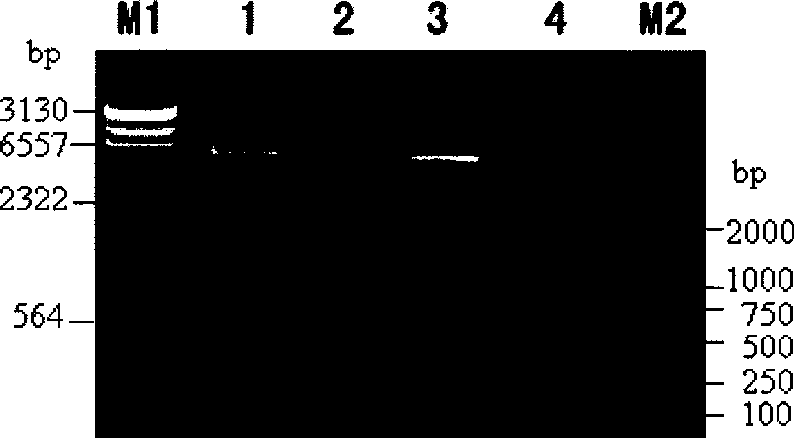 Novel Bt protein Cry53Ab1, coding gene thereof and use