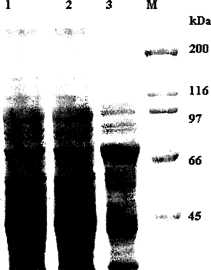 Novel Bt protein Cry53Ab1, coding gene thereof and use