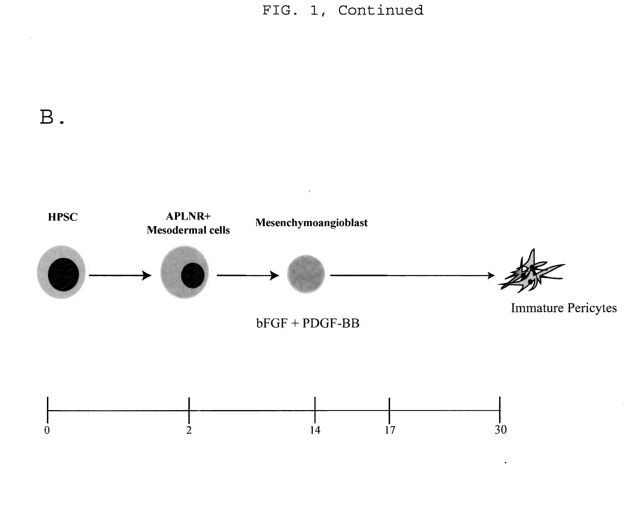 Generating vasculogenic cell populations