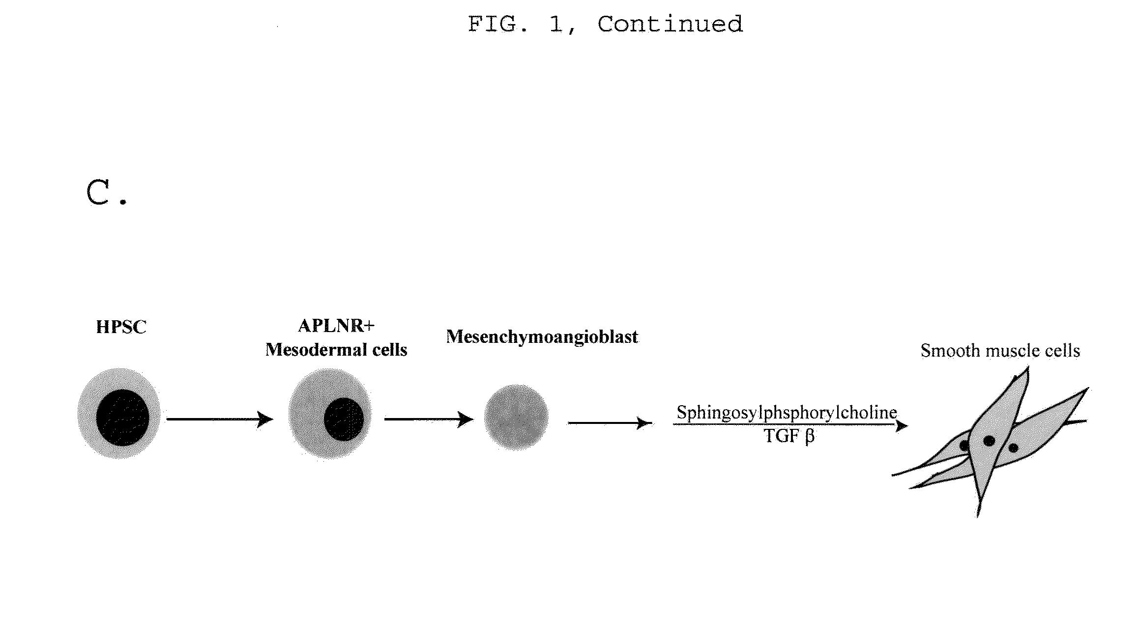 Generating vasculogenic cell populations