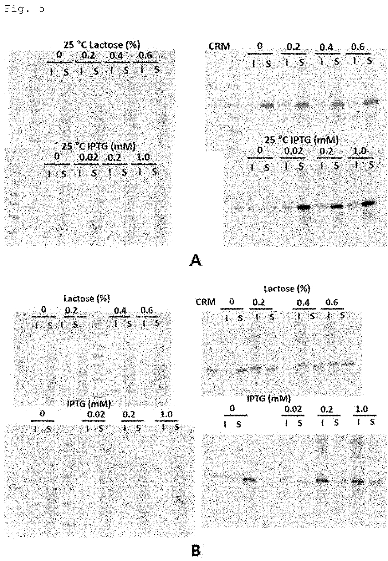 Crm197 protein expression method