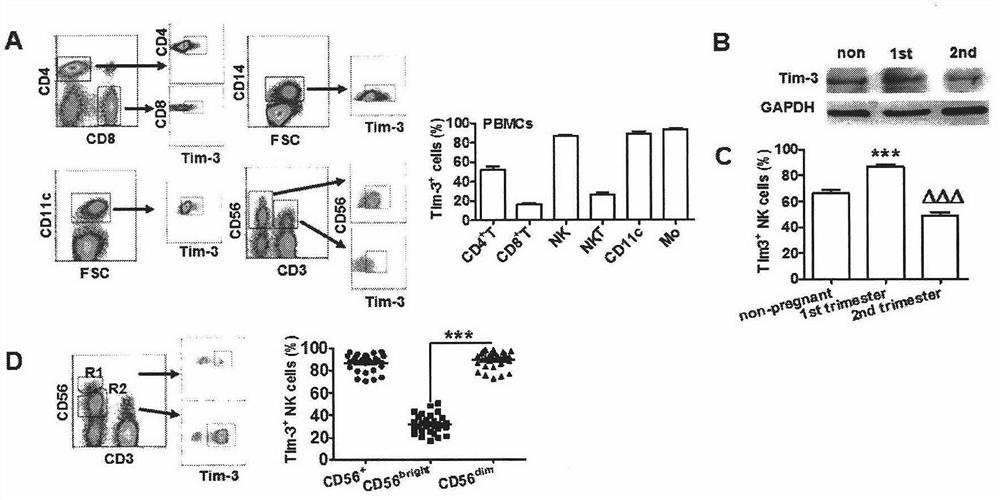 Use of peripheral blood NK cells expressing tim-3 in the preparation of biomarkers of spontaneous abortion