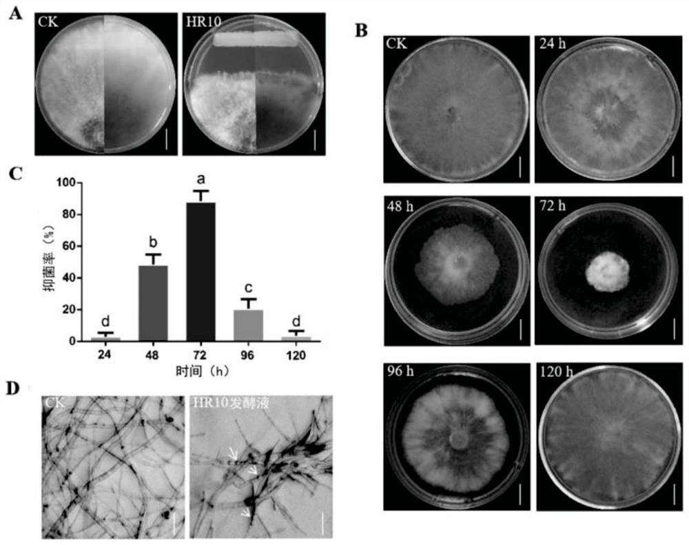 New application of bacillus pumilus HR10 in prevention and treatment of forest diseases