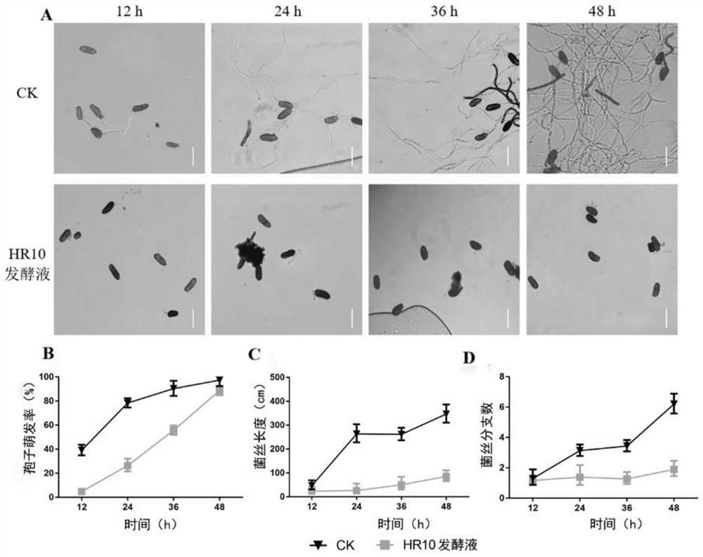 New application of bacillus pumilus HR10 in prevention and treatment of forest diseases