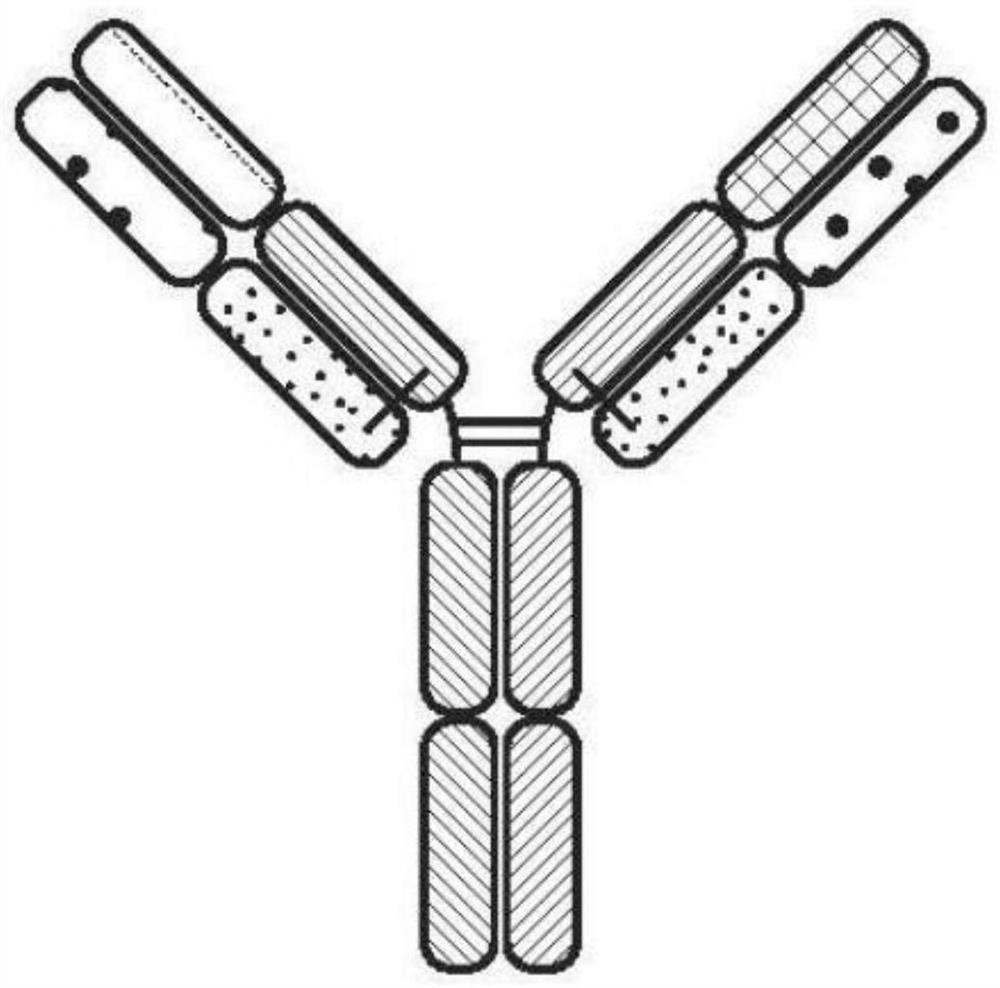 Multispecific binding proteins targeting CAIX, ANO1, mesothelin,TROP2, or claudin-18.2