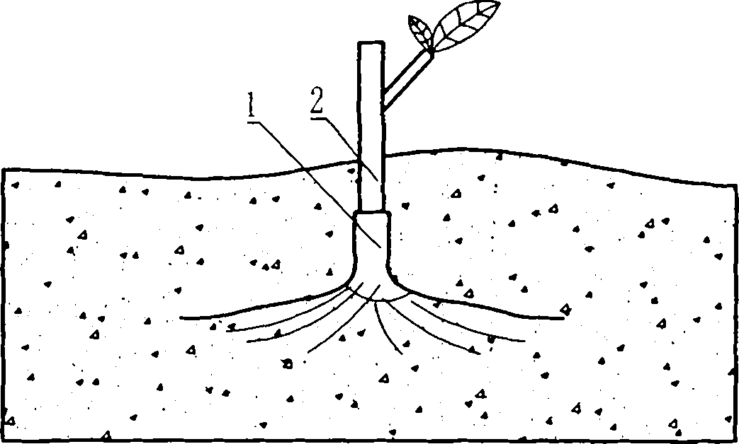 Seedling grafting breeding method