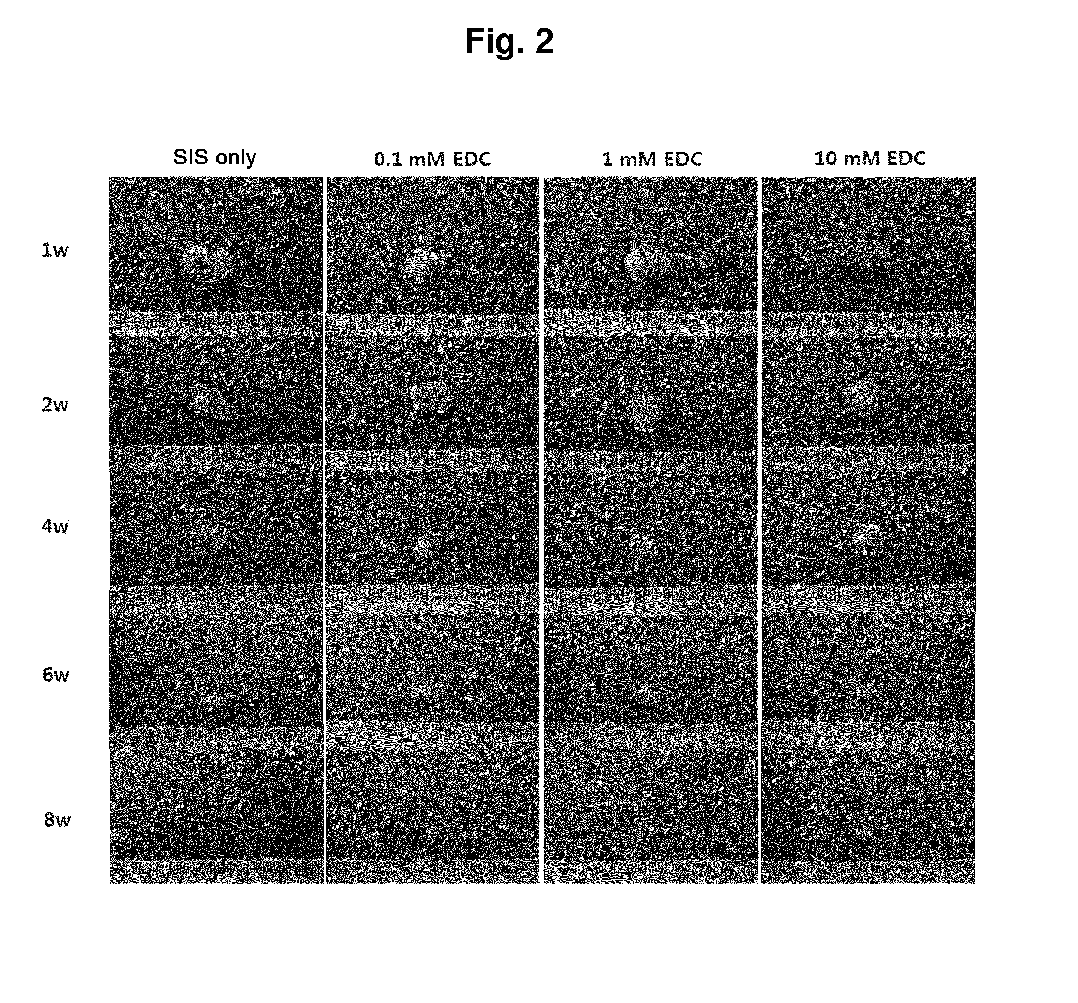 Method for preparing biocompatible small intestinal mucosa hydrogel capable of controlling in-vivo degradation period