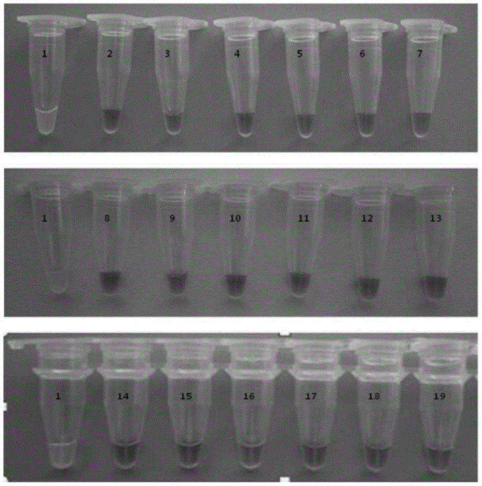 Rapid detection kit and detection method for carrot components based on loop-mediated isothermal amplification technology