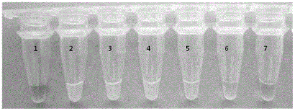 Rapid detection kit and detection method for carrot components based on loop-mediated isothermal amplification technology