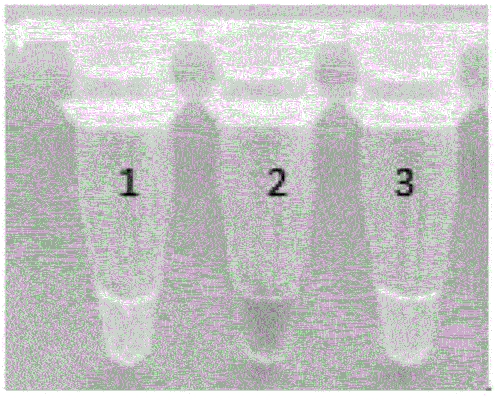 Rapid detection kit and detection method for carrot components based on loop-mediated isothermal amplification technology